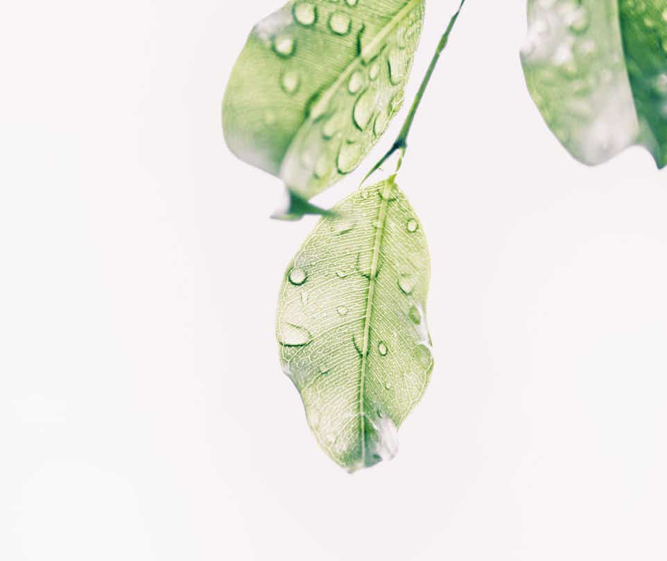 Gouttes D'eau Sur Les Feuilles Vertes